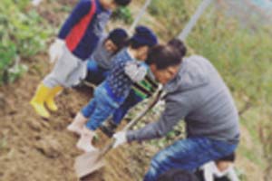 さつまいも掘り